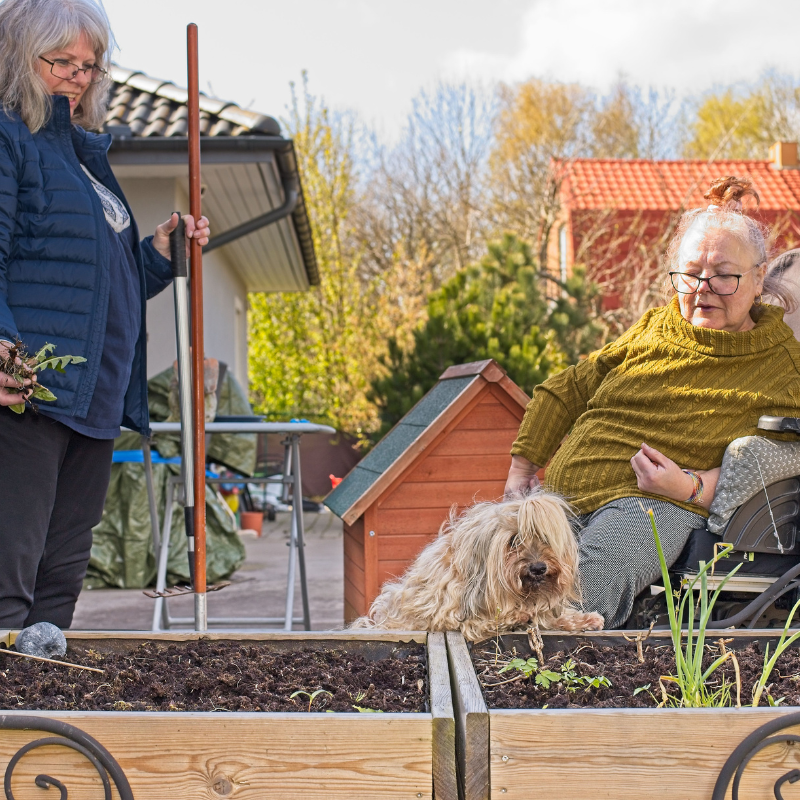 Bilden visar trädgårdsarbete med min personliga assistent och min hund